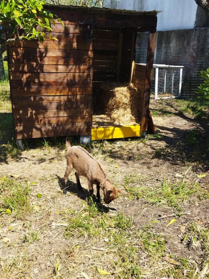 Casa Das Laranjeiras E Parque Infantil Azeitao Εξωτερικό φωτογραφία